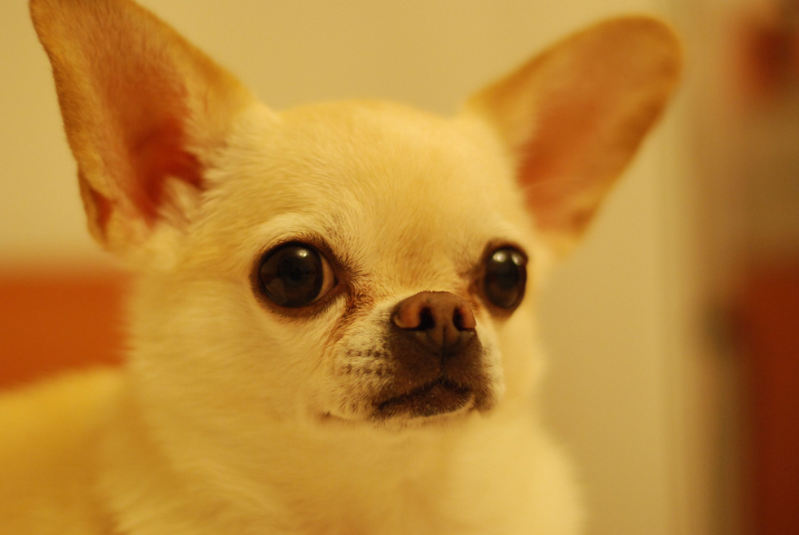 A charming close-up of a Chihuahua dog with expressive eyes, perfect for pet lovers.