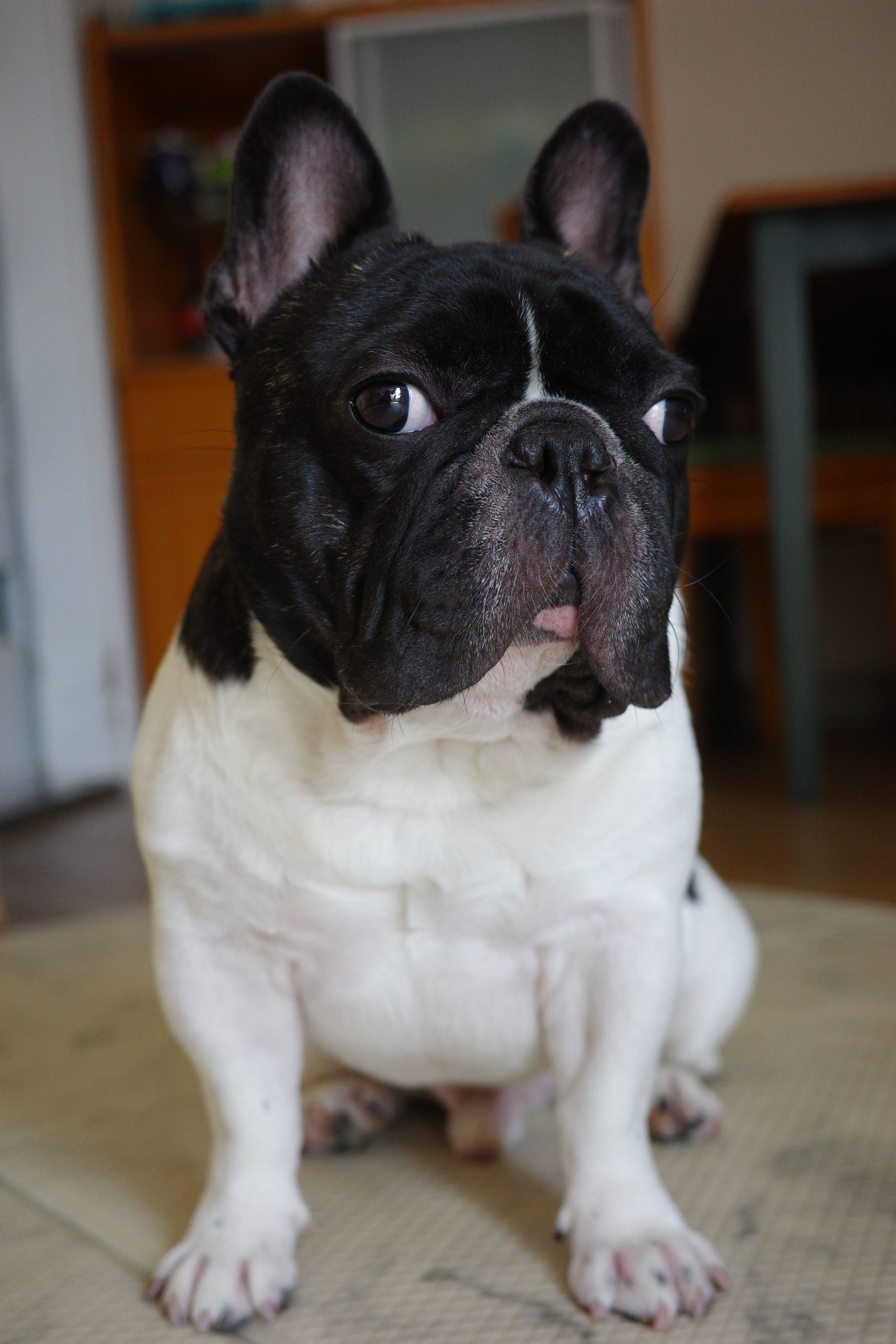 Charming black and white French Bulldog sitting indoors, capturing its playful essence.