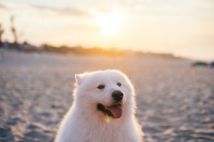 關於阿宅 Samoyed dog relaxing on a sandy beach at sunset in Vietnam, creating a serene and joyful moment.